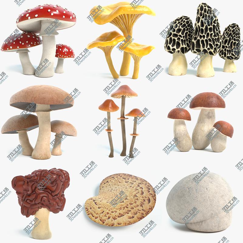 images/goods_img/202104091/3D Mushroom Collection/1.jpg